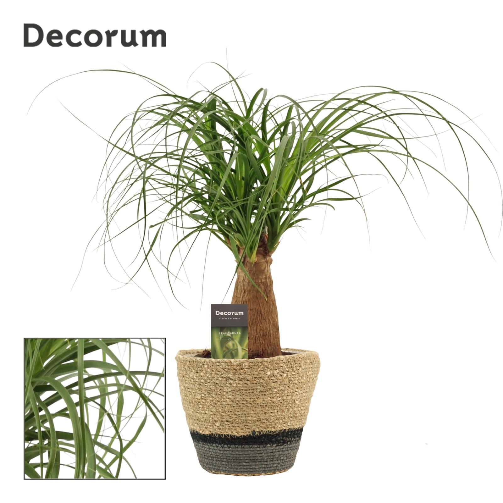 Beaucarnea Recht 12 cm in Hanoi mand grijs(Deco-collection), D 12