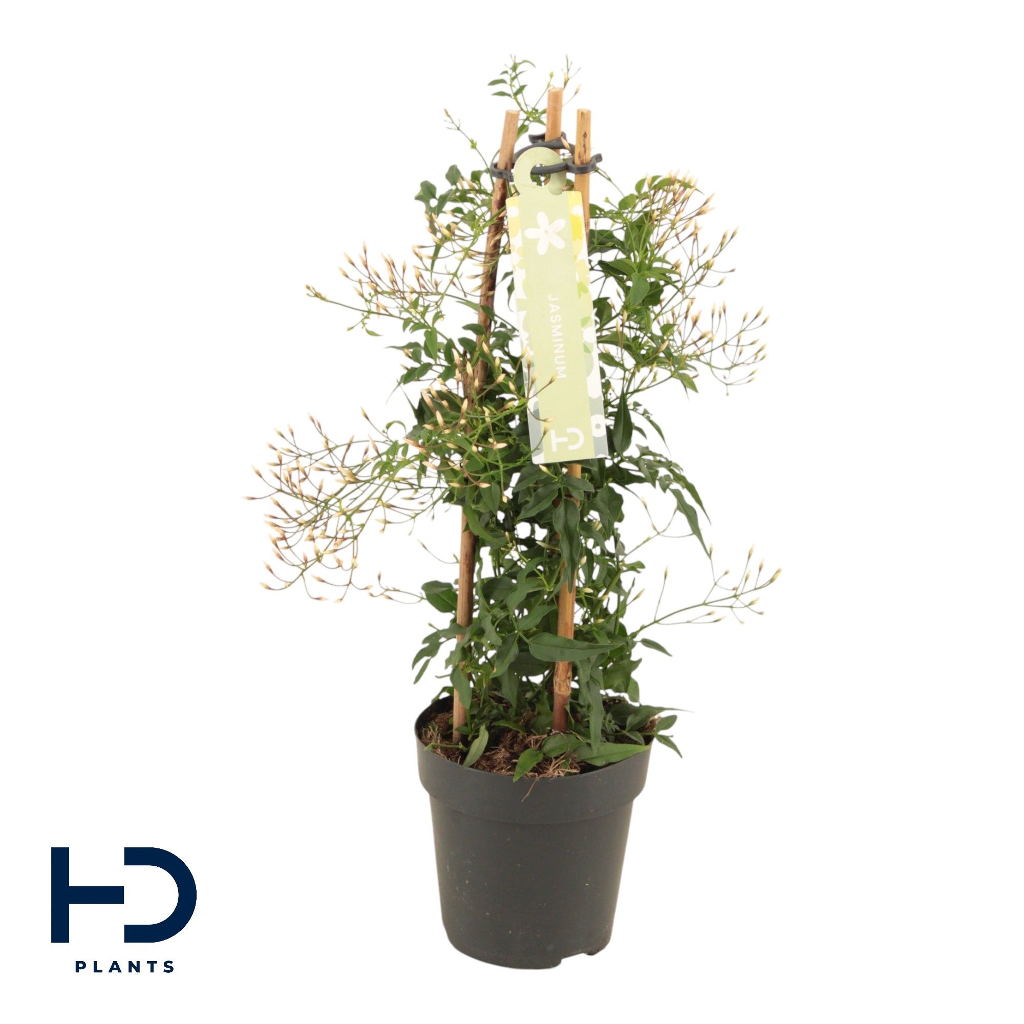 Jasminum zuil 150 knop p12 (Jasmijn), D 12