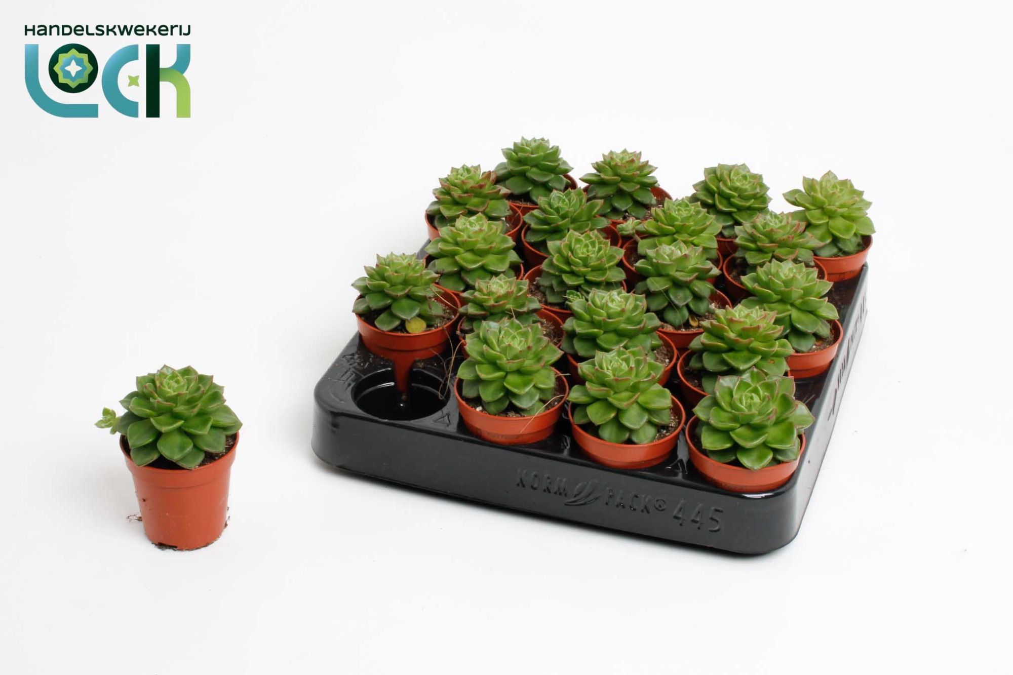 Echeveria Afines, D 5,5 cm