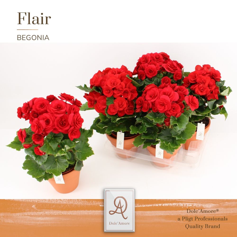 Begonia Baladin P14 Dolc'Amore® Terracotta Keramiek, D 14