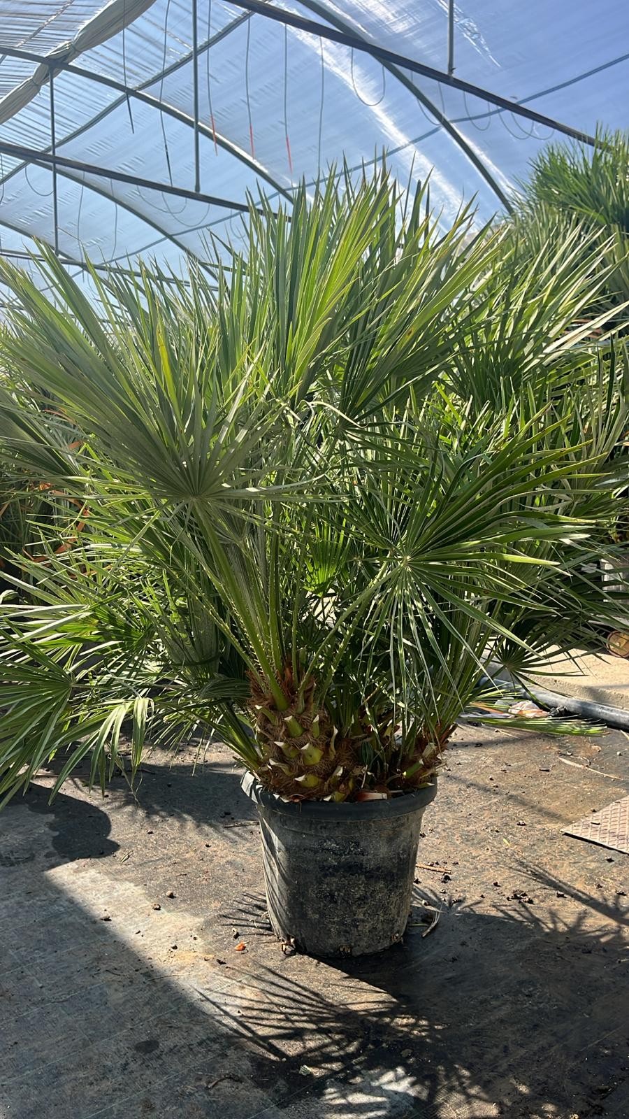 CHAMAEROPS HUMILIS C40, D 40