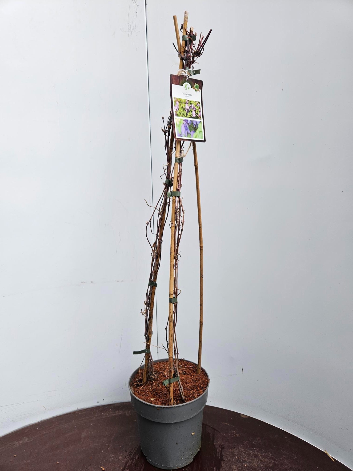 Clematis alpina, D 22