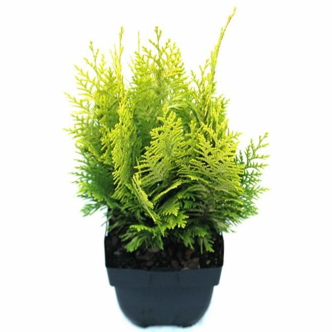 Chamaecyparis lawsoniana 'Ivonne' P17, D 17