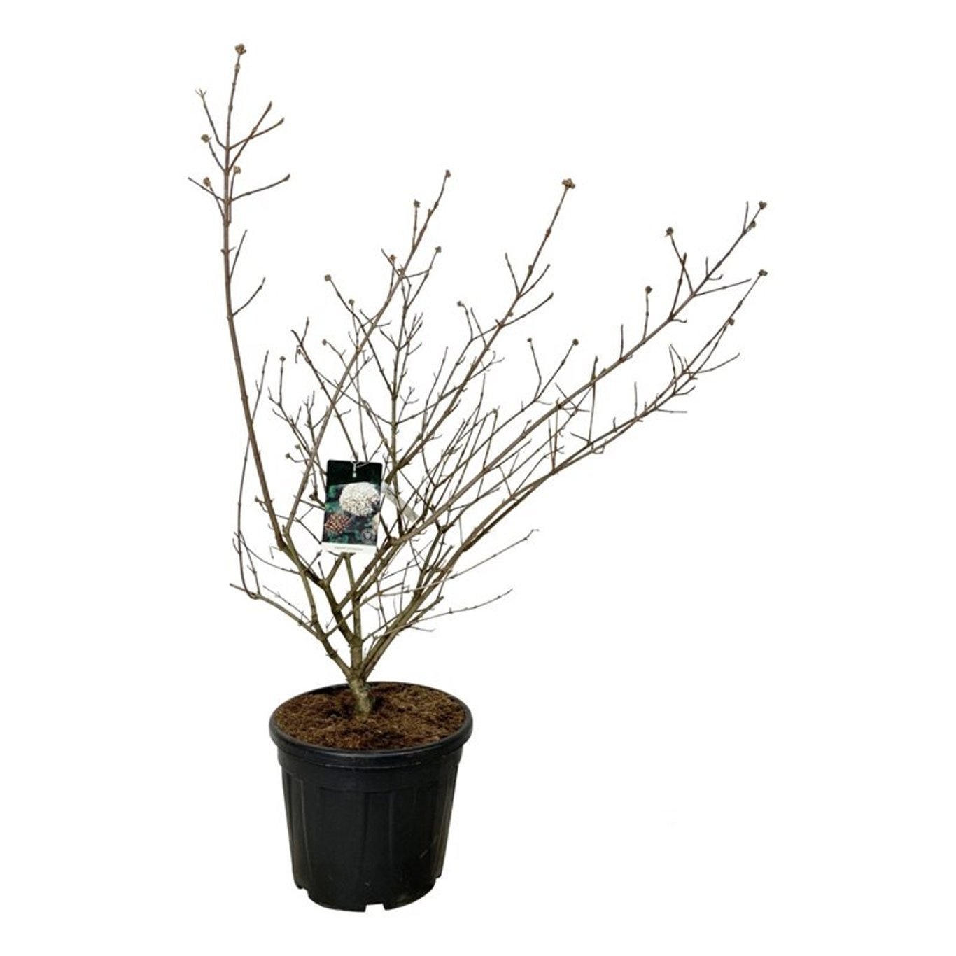 Viburnum carlcephalum, D 50