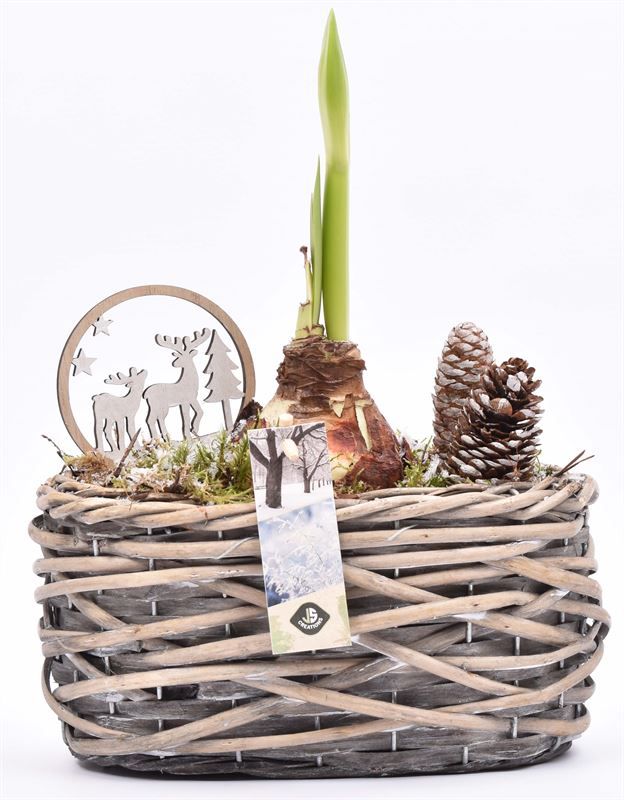 Wilg mand ovaal girjs 22x13cm, D 22 cm