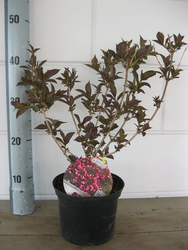Weigela flor. Alexandra ® (Wine & Roses), D 19
