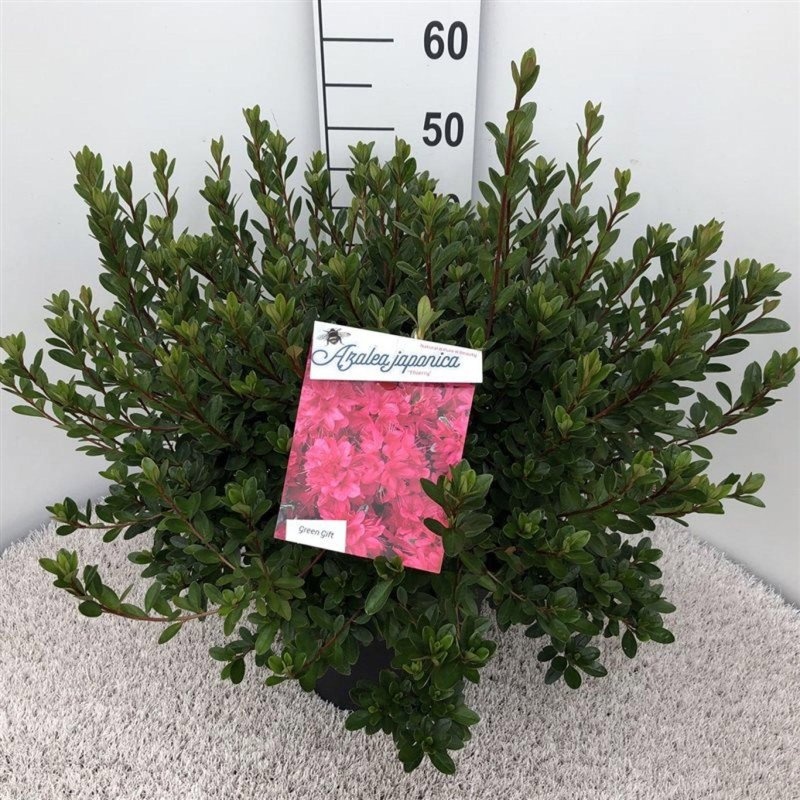 Rhododendron (AJ) 'Insurpassable', D 29