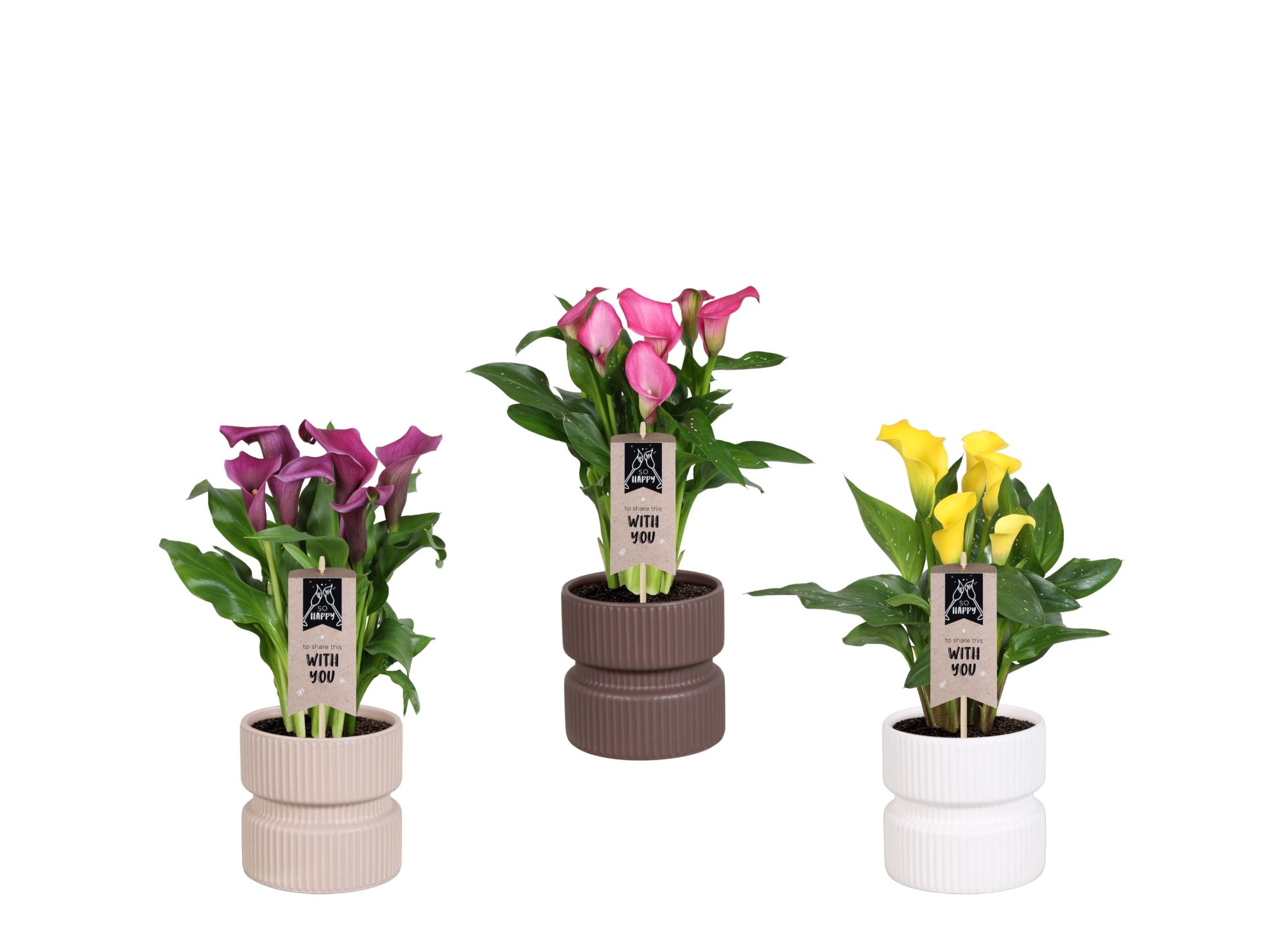 Zantedeschia gemengd Calla mix in Athene keramiek, D 14
