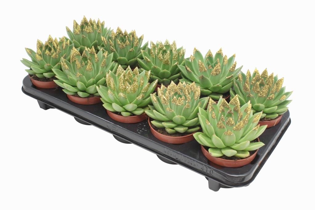 Miranda + gold Natureglit® points, D 10,5 cm