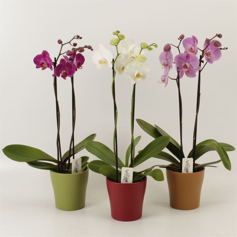 Phalaenopsis gemengd 2 tak mix in herfst keramiek, D 12 cm