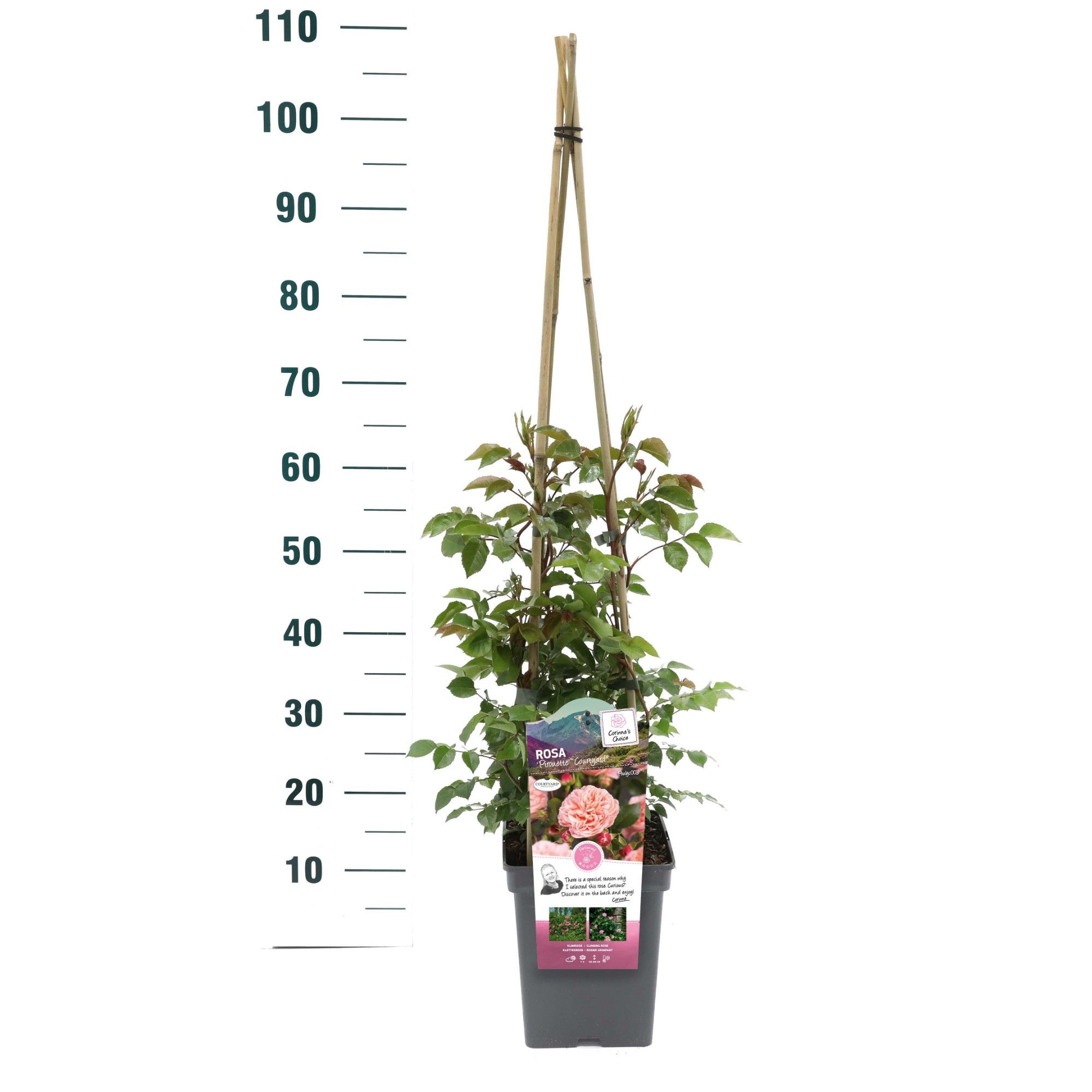 Rosa 'Pirouette' - Klim - VP5 - Exclusive Collection, D 23 cm