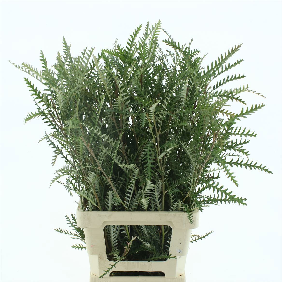 Гревиллея Айвенго Бронз 60, шт.