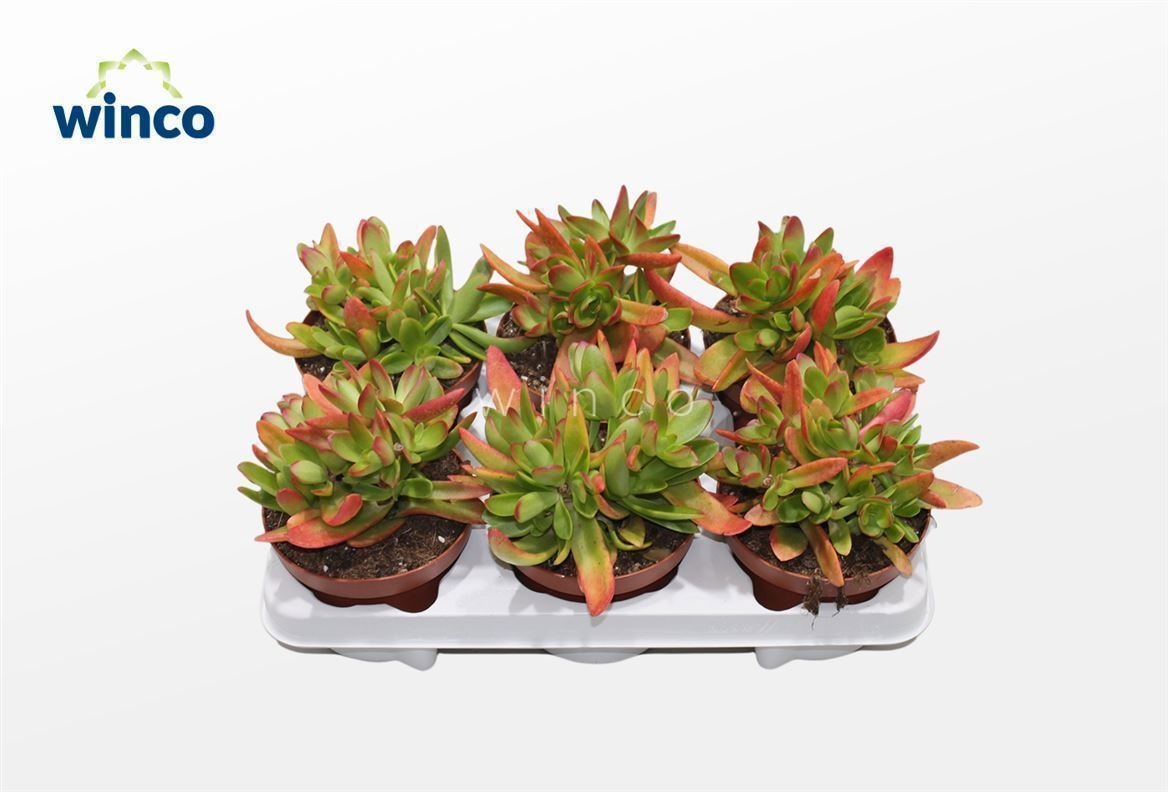 Crassula Capitella Campfire, D 13 cm