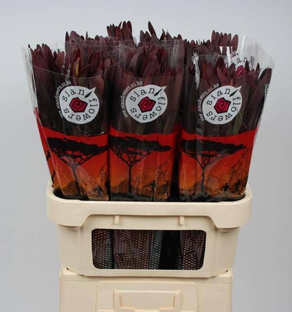 Леукадендрон Сафари Сансет 80 (красн.), шт.