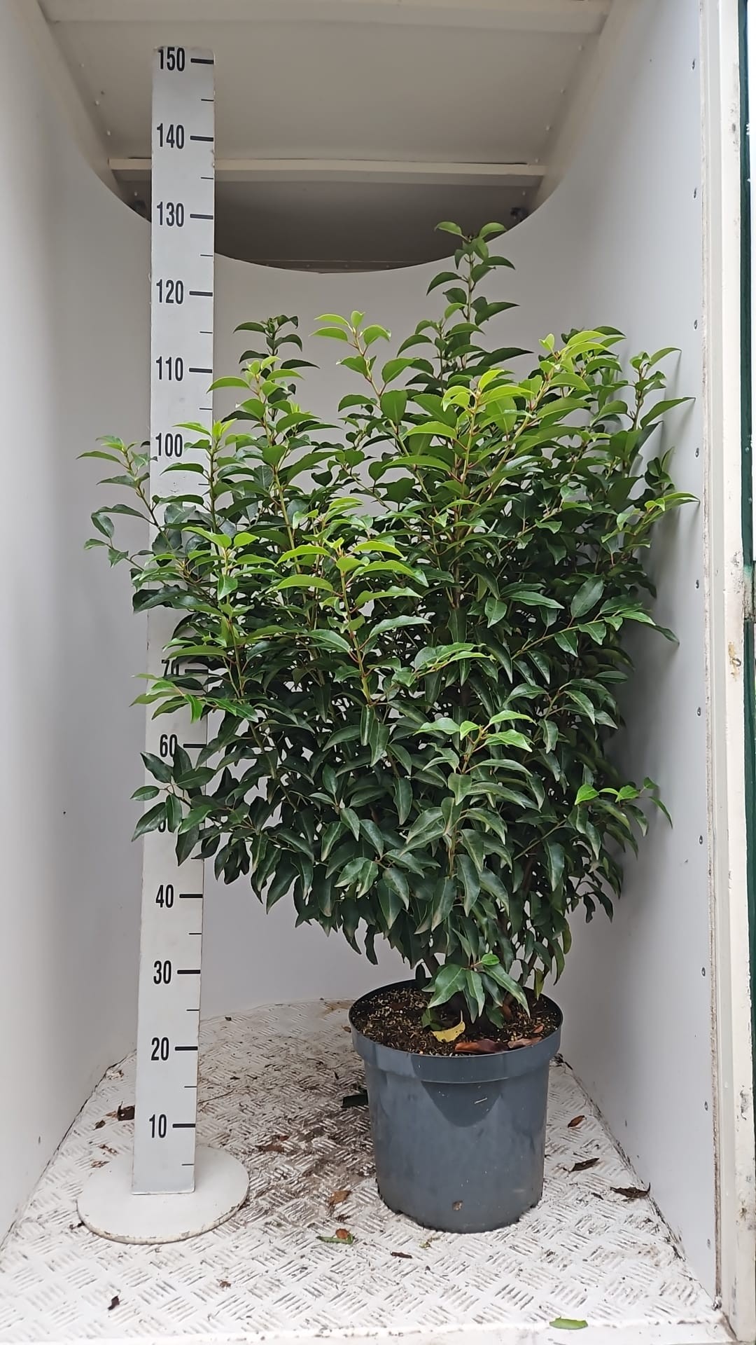 Prunus lus. 'Angustifolia' 80-100cm, D 26