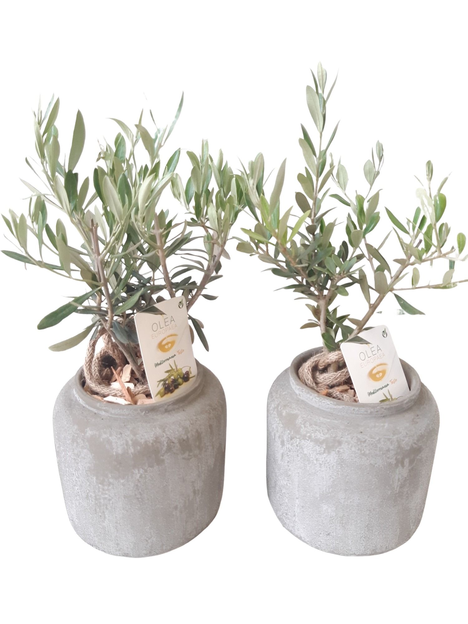 RGP16OLE Rude grey pot Olea Europaea Bush, D 16