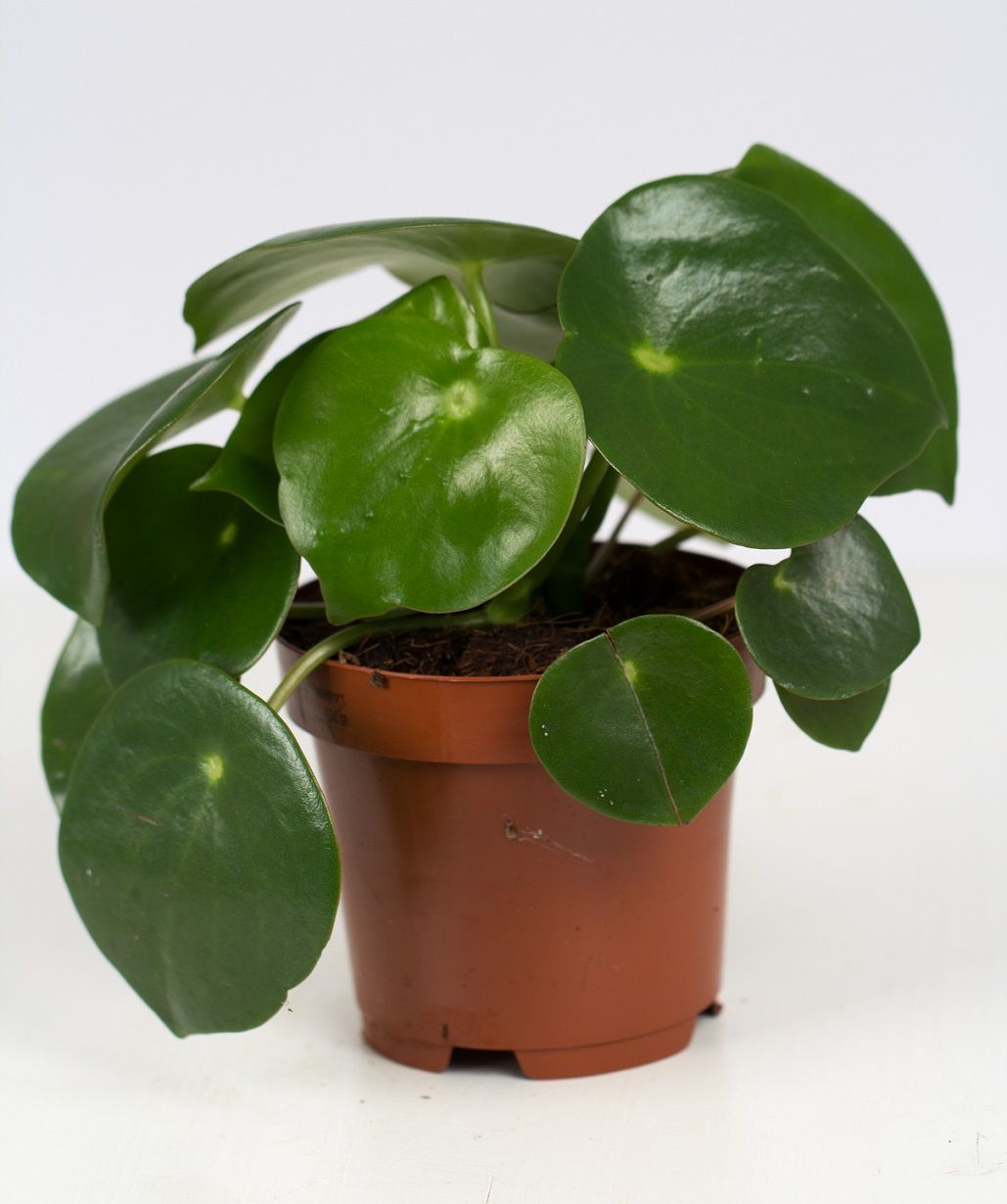 Peperomia Raindrop P&PURE Collection, D 12