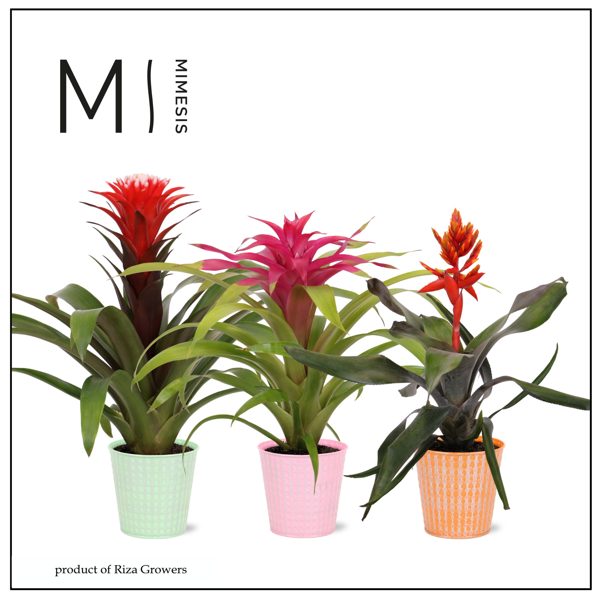 Bromelia Royal Cupcake - 13cm in Orlando | Mimesis, D 12