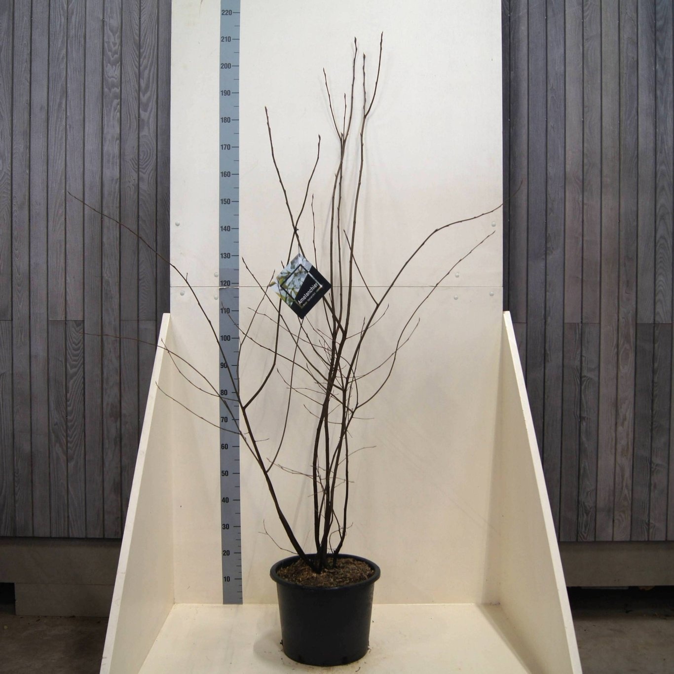 Amelanchier lamarckii, D 40