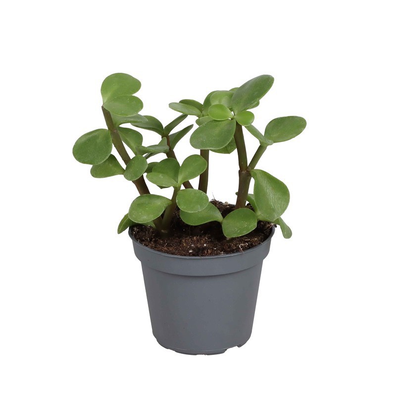 PORTULACARIA AFRA 'Elephant Bush', D 6