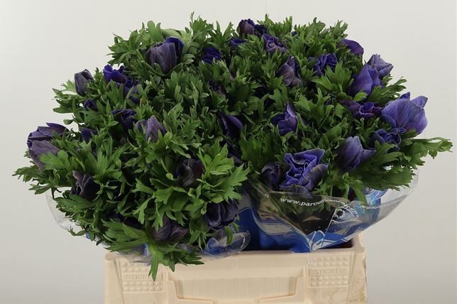 Анемон Мистраль + Блю 40 (син.), шт.