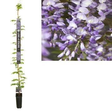Wisteria sinensis 'Prolific' +Long & strong label, D 23 cm