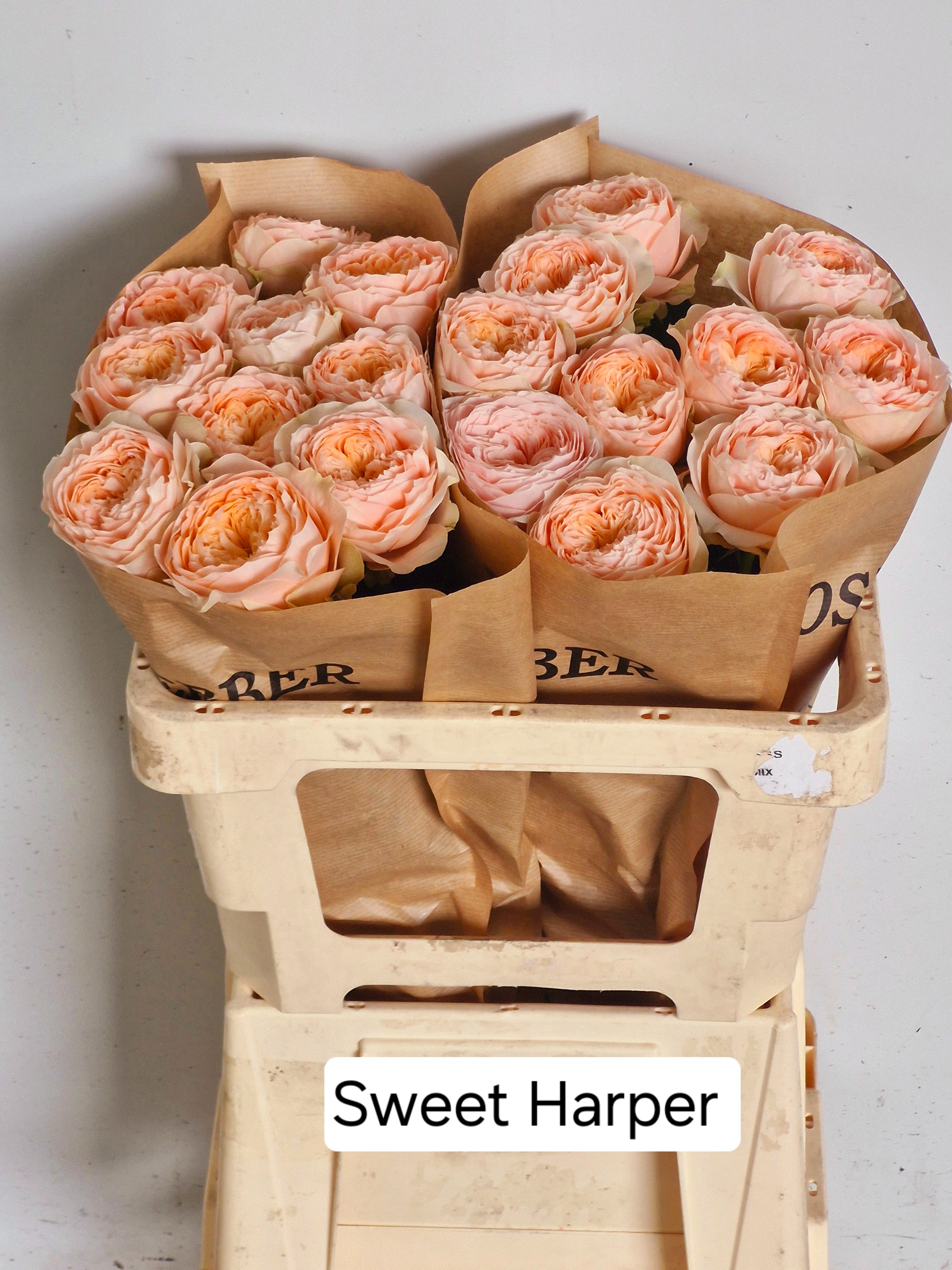 Роза од. Свит Харпер! 50, шт. Роза од. Свит Харпер! 50, шт.