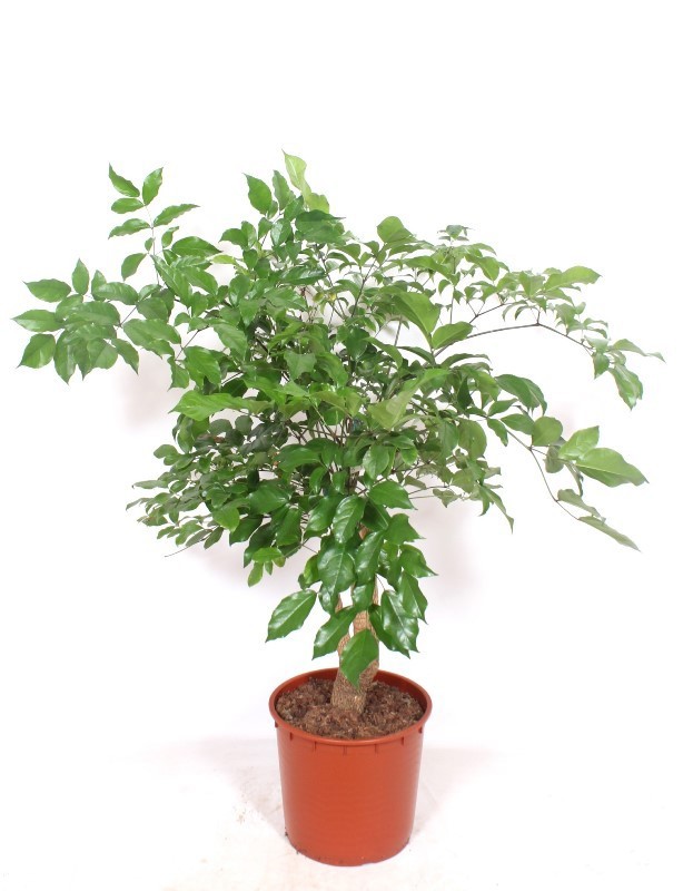 Heteropanax chinensis, D 34