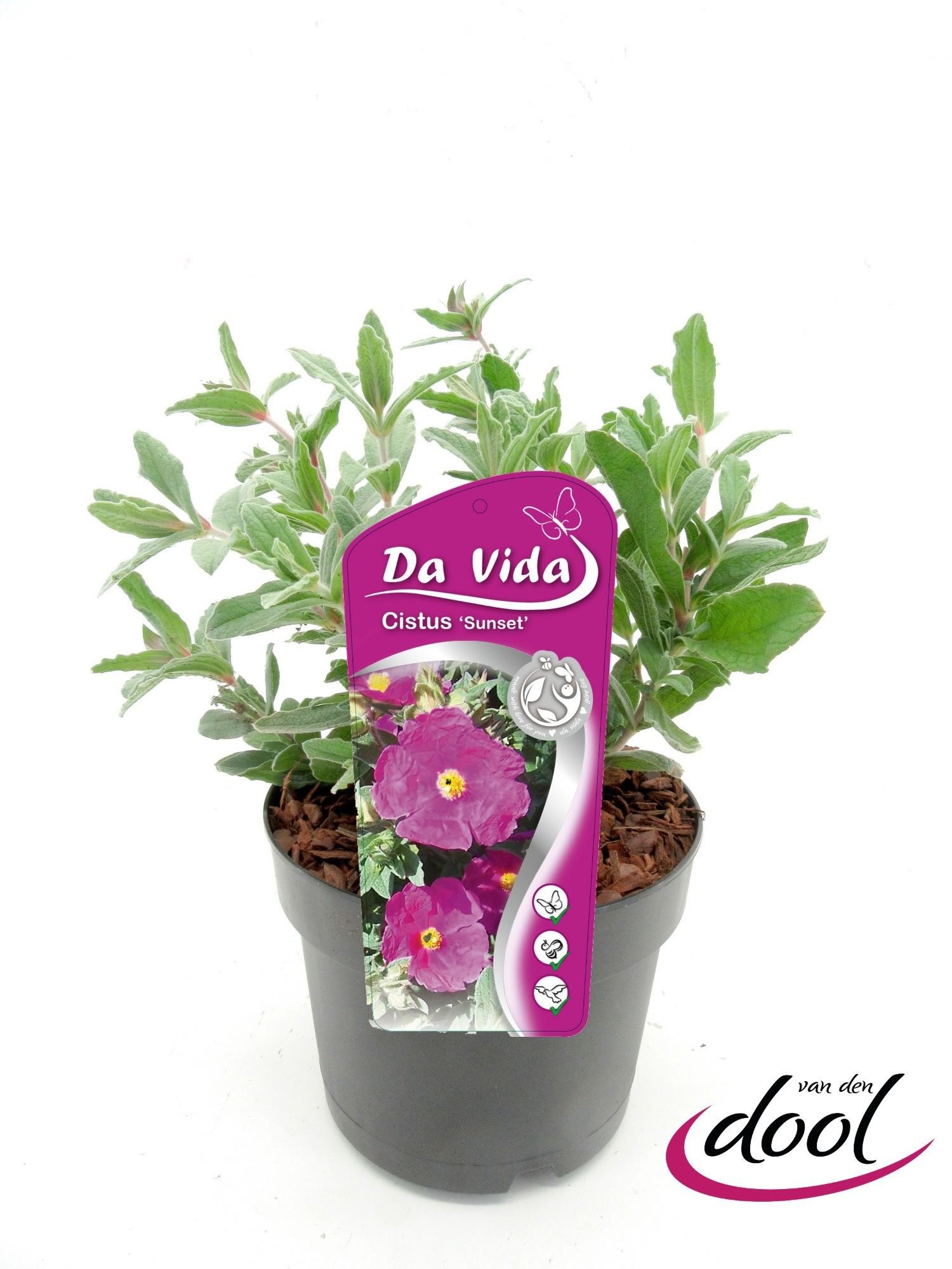 Cistus pulv. Sunset, D 19 cm