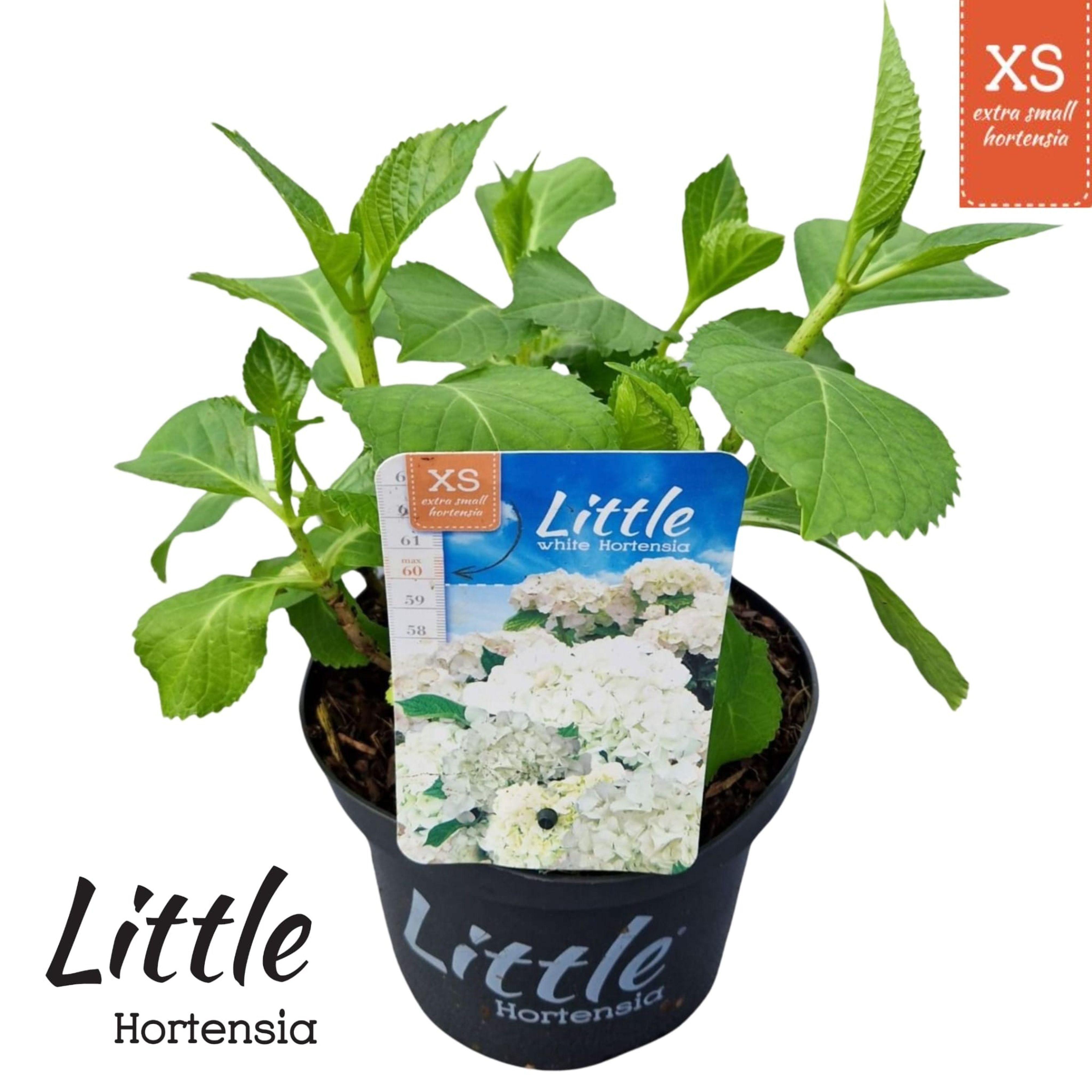 Hydrangea macr. 'Little White' ® (Little XS), D 17 cm