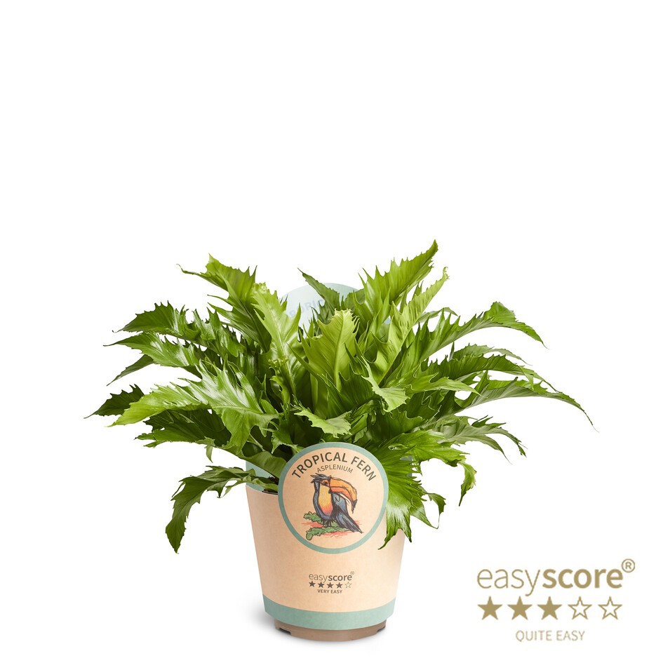 Asplenium 'Dakila', D 17