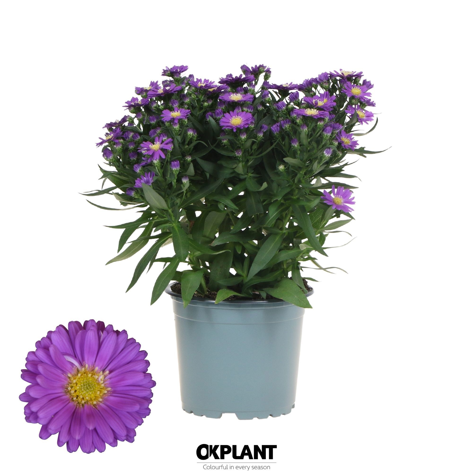 Aster Starletta Serie blue, D 12