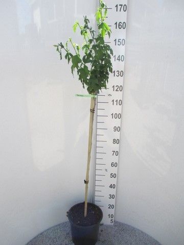 Hibiscus syr. Ardens 100st. P28, D 28