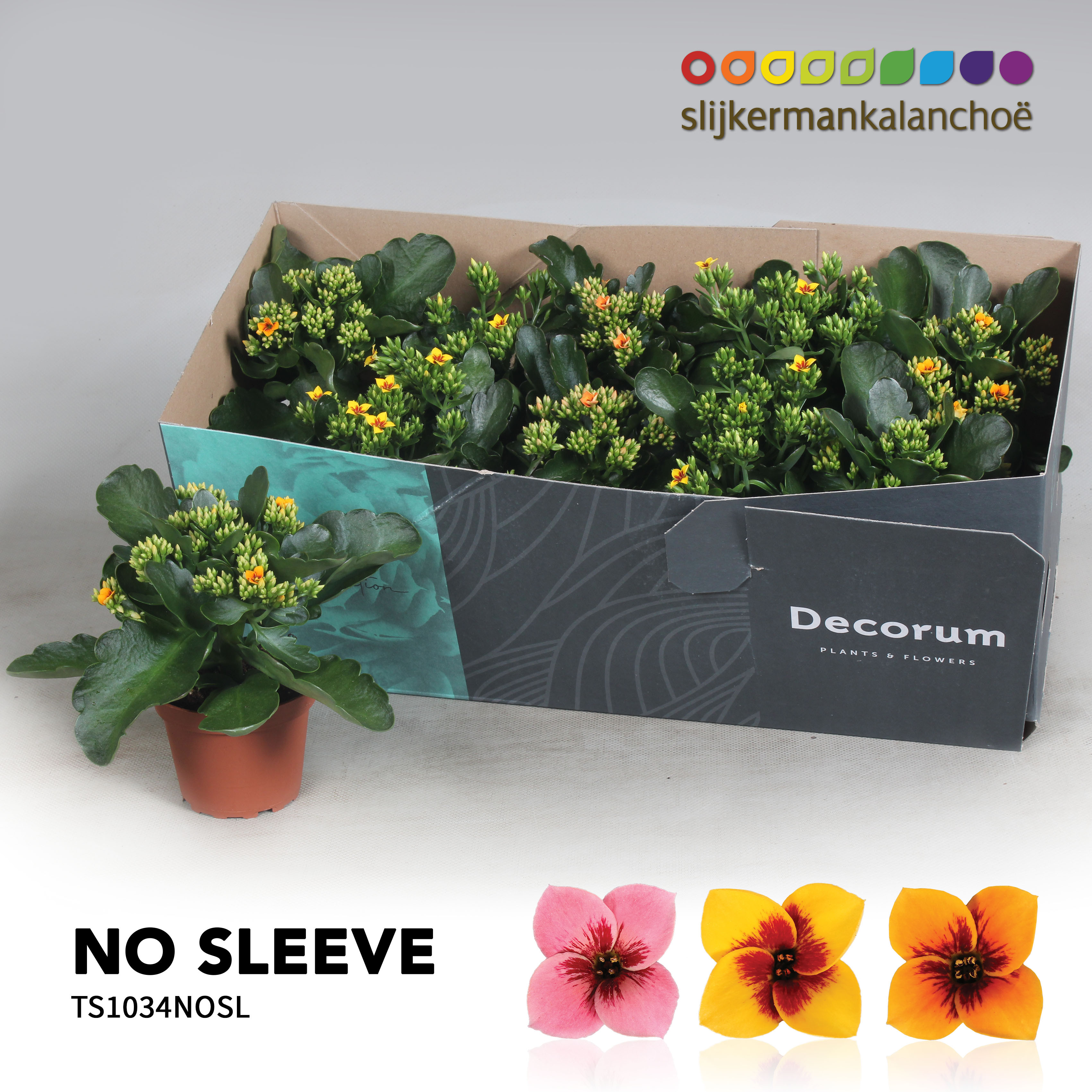 Kalanchoe No Sleeve - 10,5 cm Tiger MIx, D 10,5 cm Kalanchoe No Sleeve - 10,5 cm Tiger MIx, D 10,5 cm