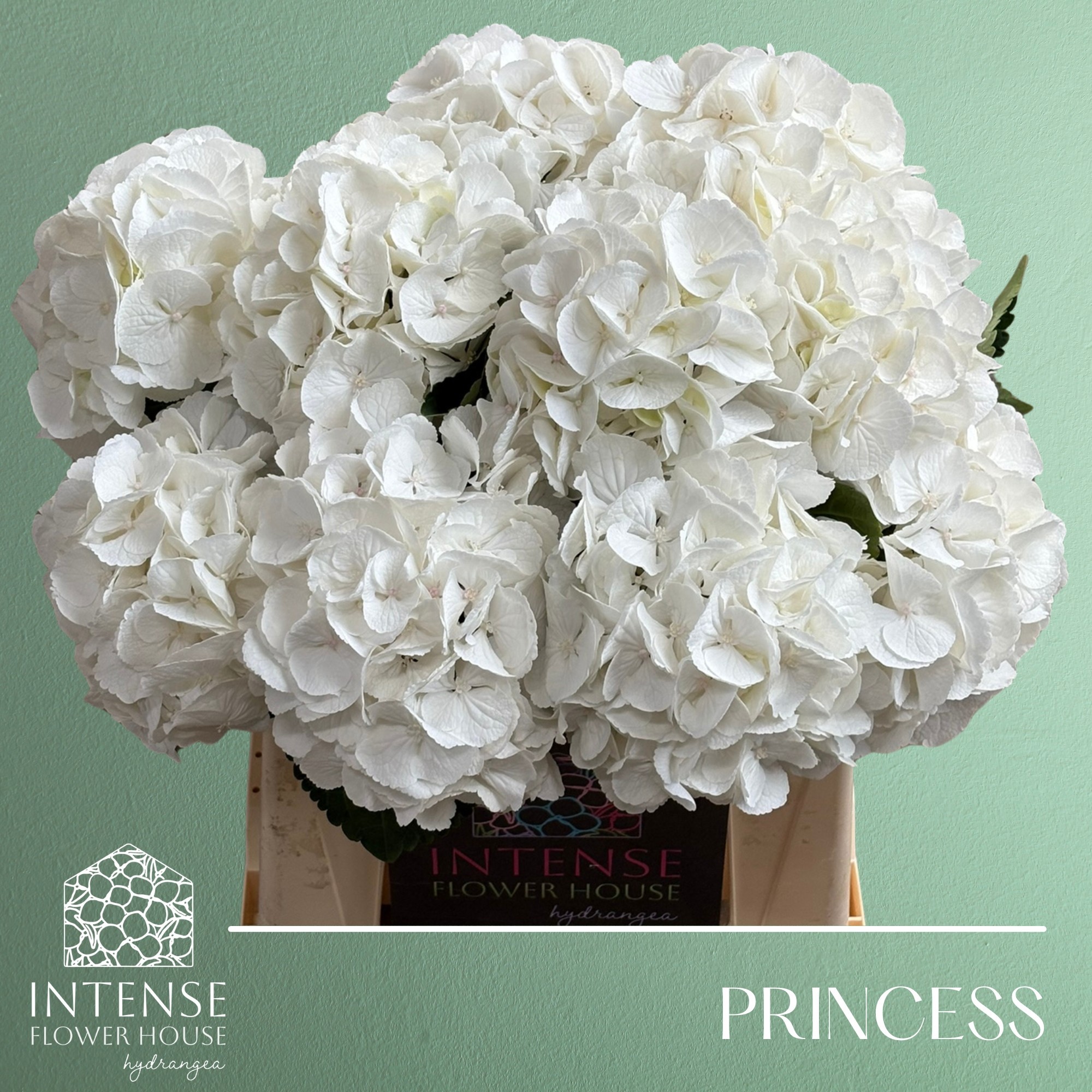 Гортензия Роял Принцесс 40, шт.