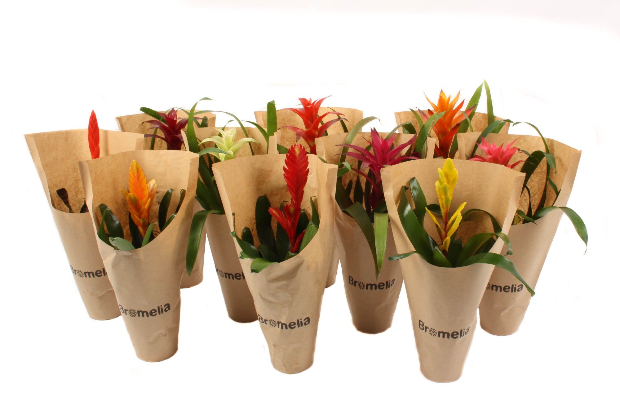 Bromelia mix in hoes Kraft, D 12