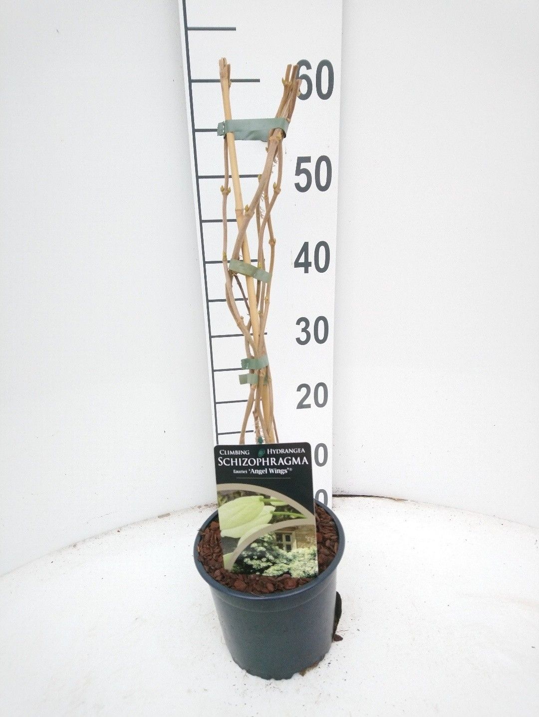 Schizophragma faurii Angel Wings, D 17