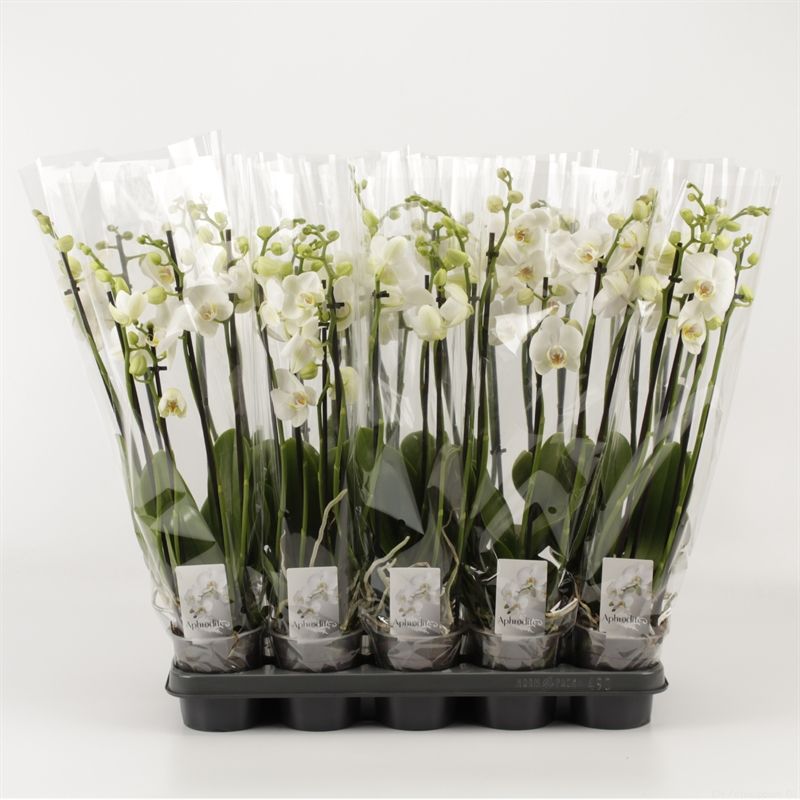 Phalaenopsis overig wit 4 Tak Wit, D 12