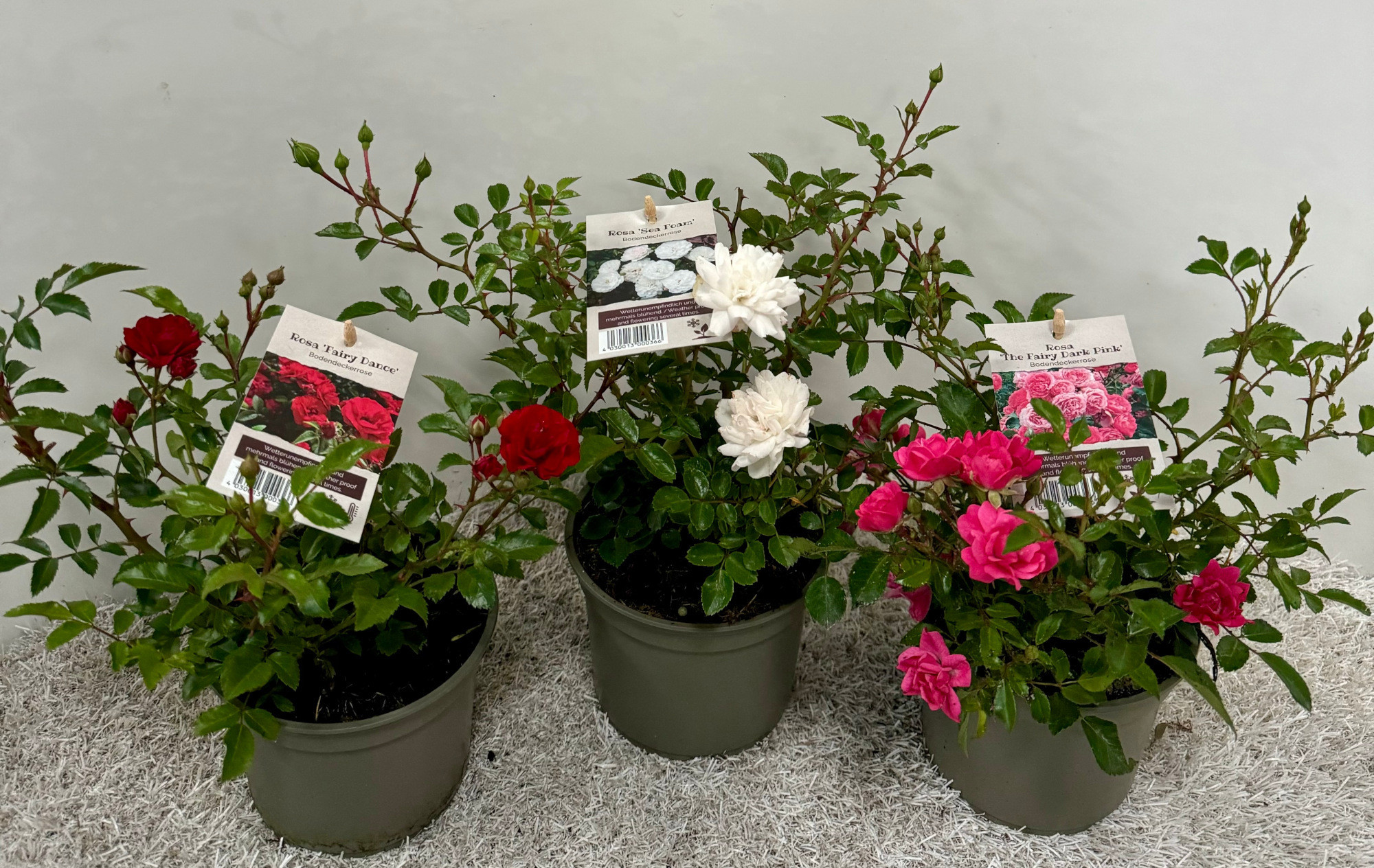 Bodendeckerrosen in Sorten, D 13