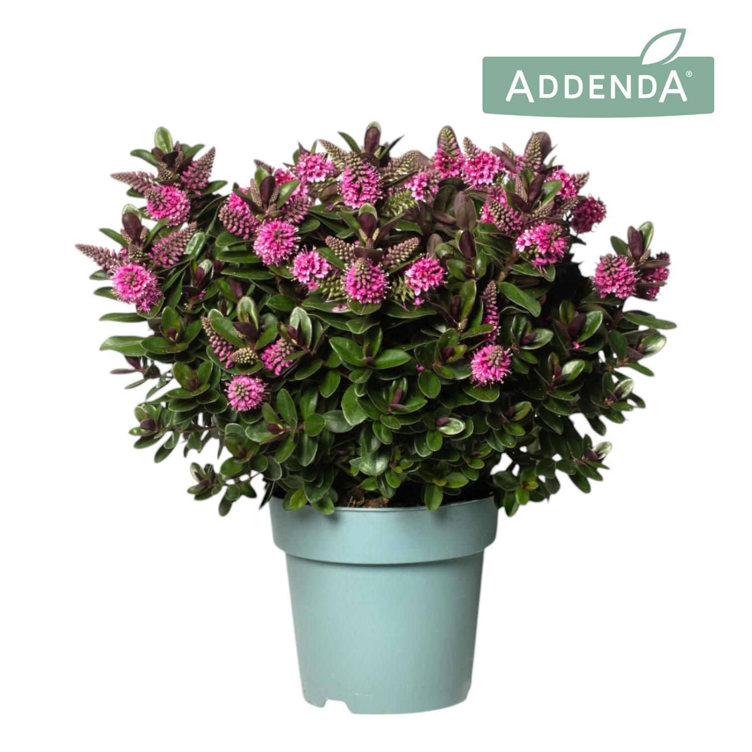 Hebe Addenda® Vinoa® Pink P15, D 15