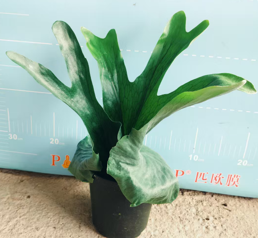 Блечнум ориентале Квин Стагхорн Папоротник 15 40