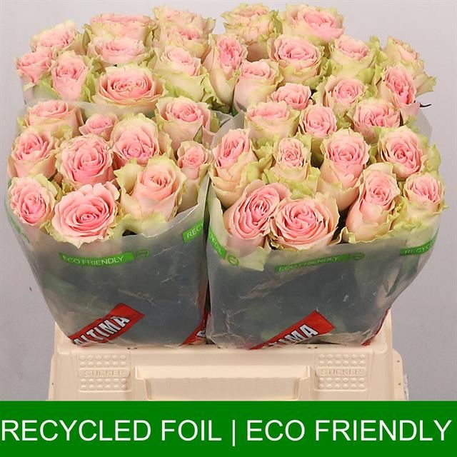 Роза од. Фруттето 40, шт.