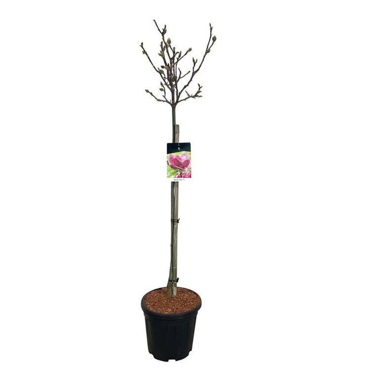 Magnolia 'Genie' (pbr), D 32 cm Magnolia 'Genie' (pbr), D 32 cm