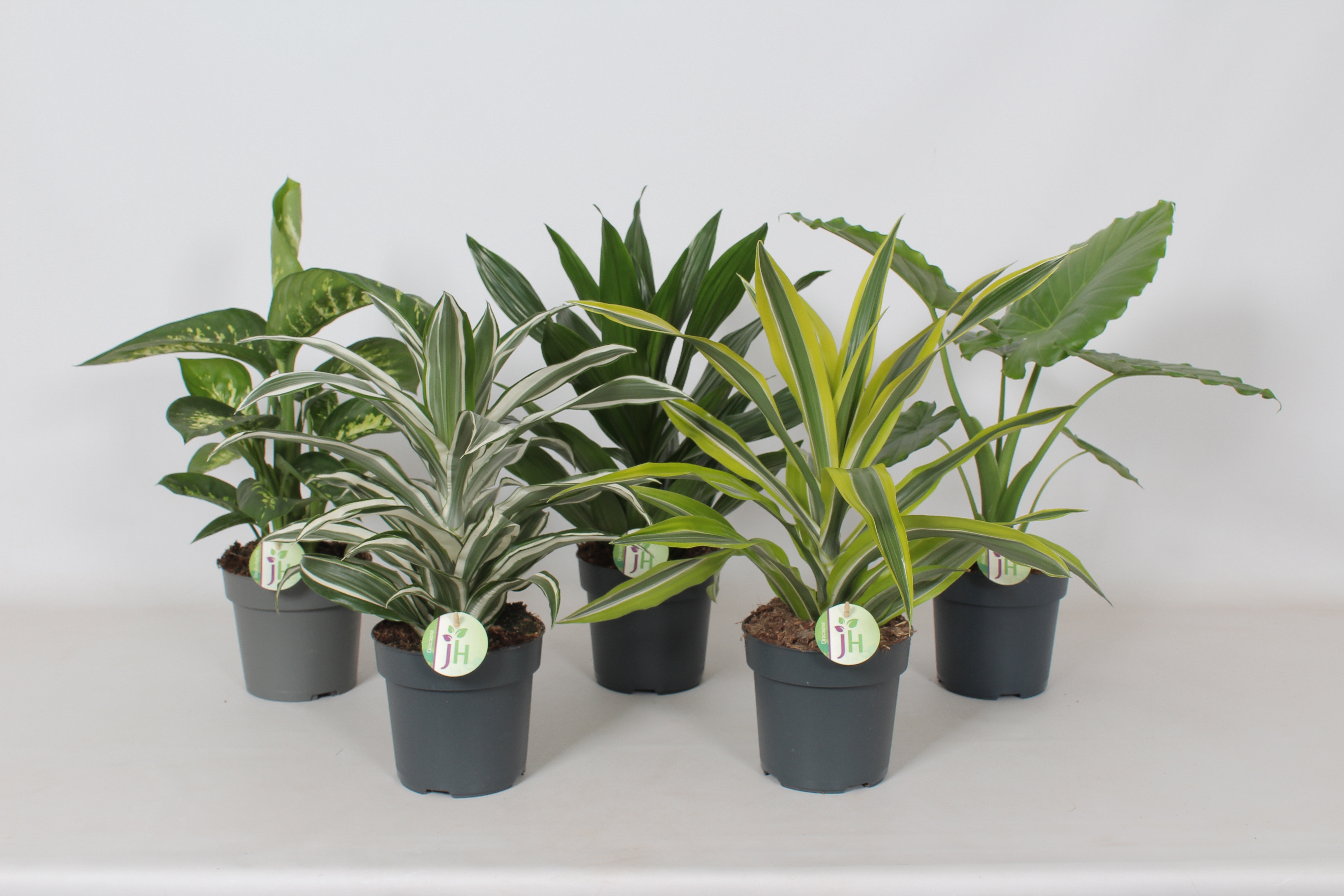 Groen mix (Dieff, Aloc, Drac.), D 17