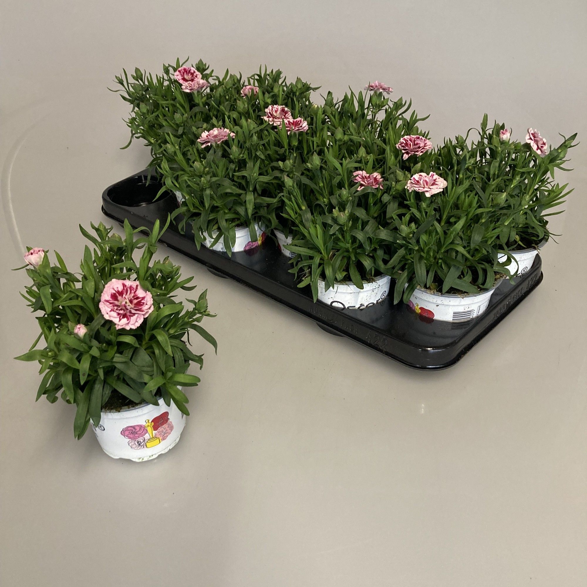 Dianthus Oscar Purple Star, D 10,5