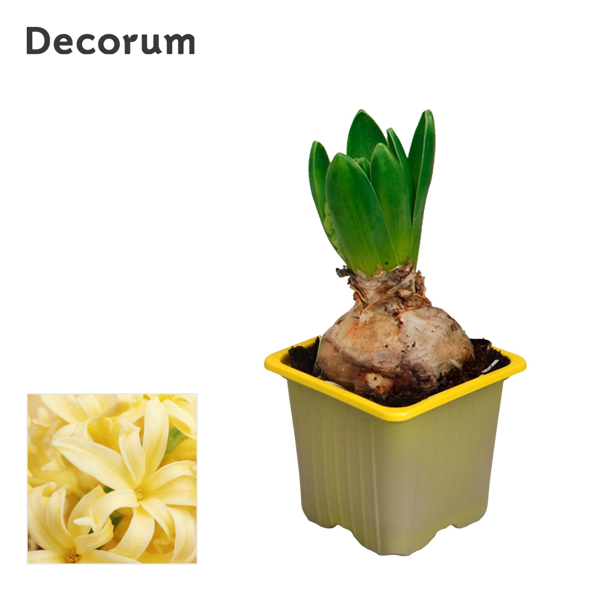 Hyacint Yellow Stone (pl-pasp. op fust), D 7