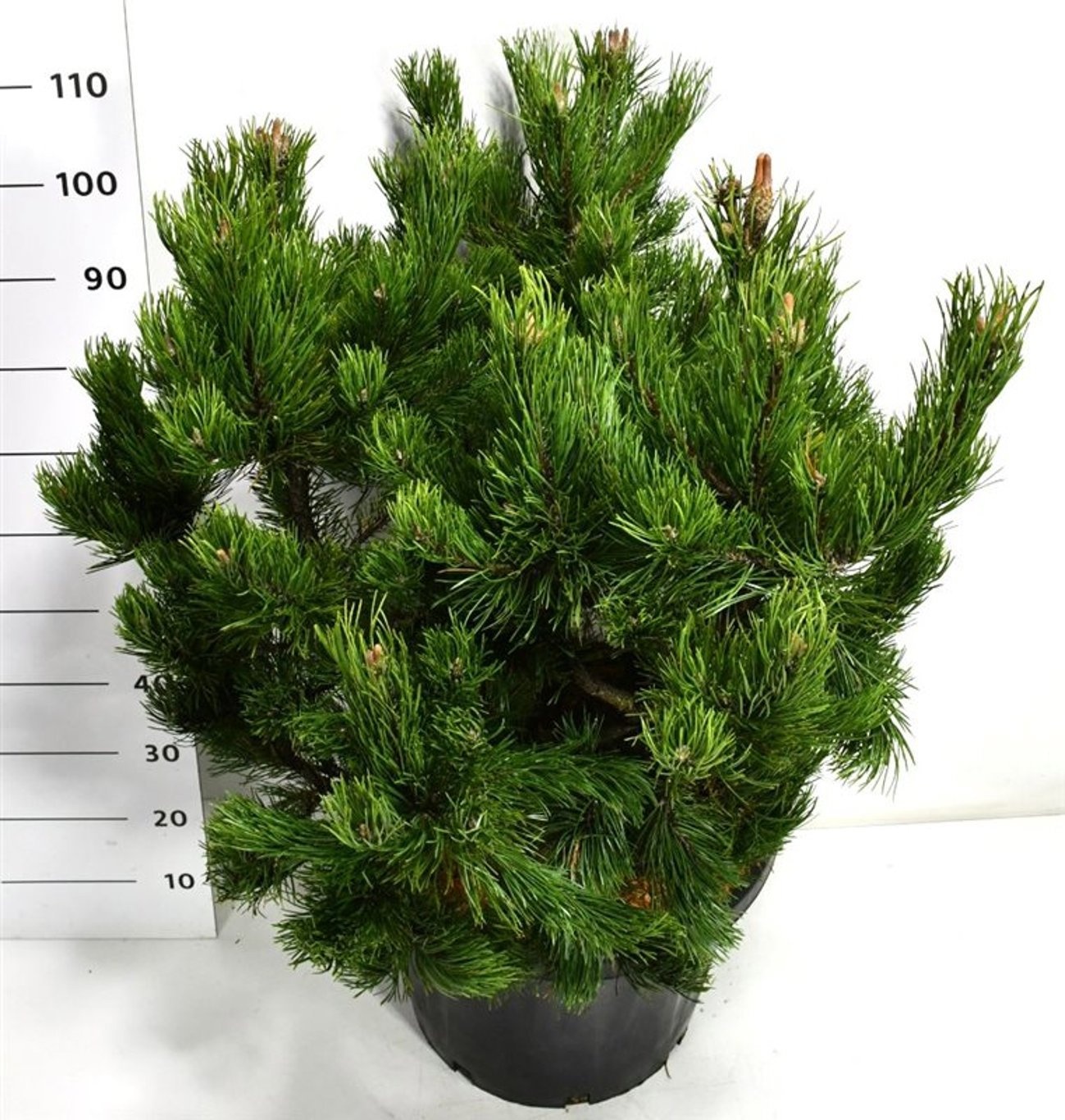 Pinus mugo 'Gnom', D 48