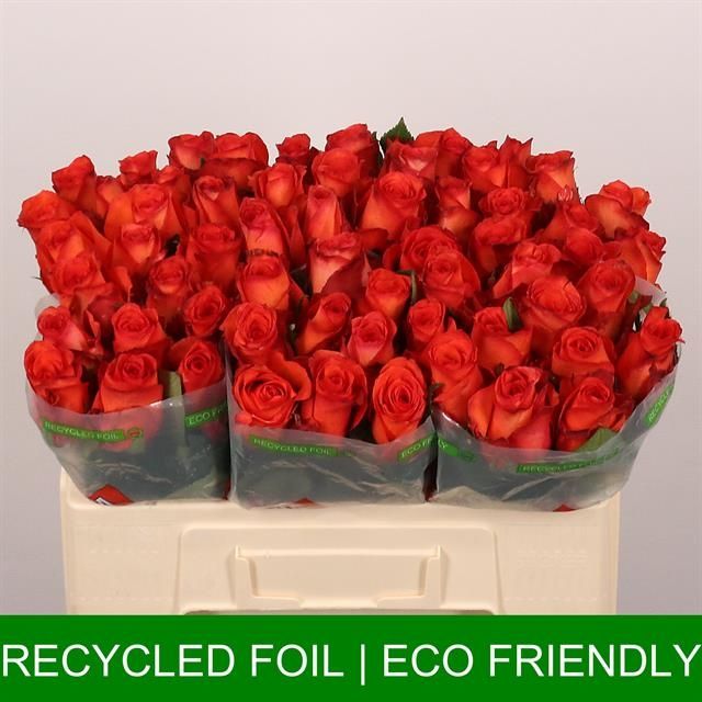 Роза од. Метеор 50, шт.