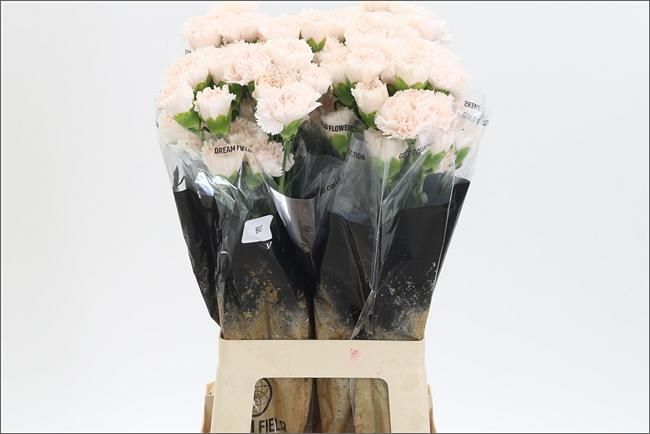 Диантус од. Брют (светло-роз.), шт.