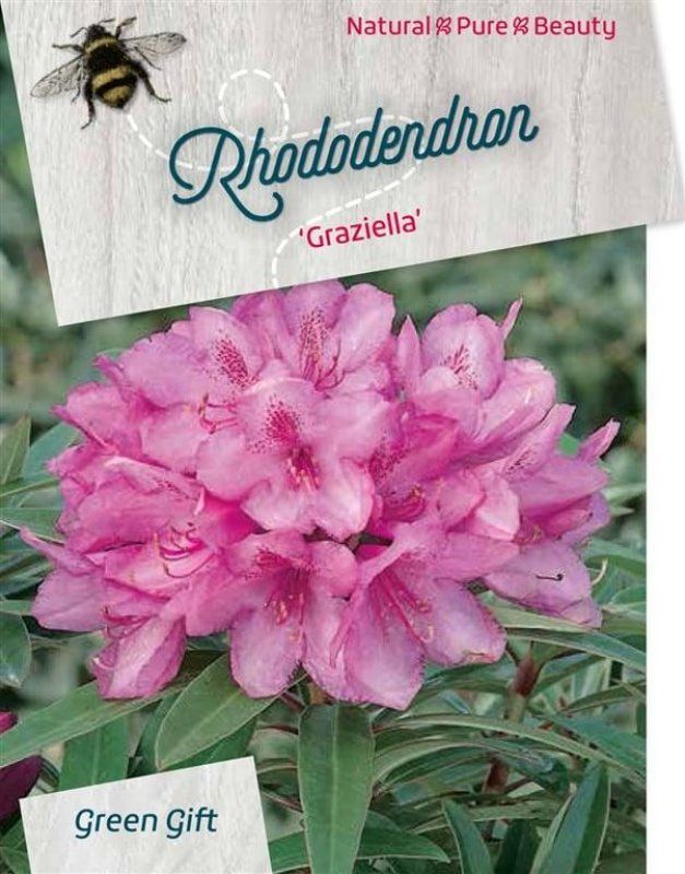 Rhododendron (AP) 'Graziella', D 29